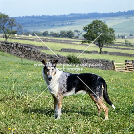 smooth collie, ch peterblue silver mint, standing in field