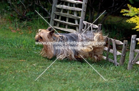 ch yadnum regal fare, yorkshire terrier, 16,  jumping a small hurdle