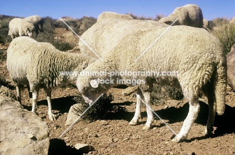 navajo-churro sheep in monument valley, usa