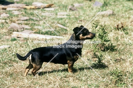 merry meg of the embarges, lancashire heeler standing on rough ground