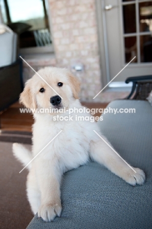golden retriever puppy with paws on couch