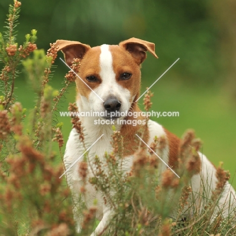 jack russell terrier in heather bush
