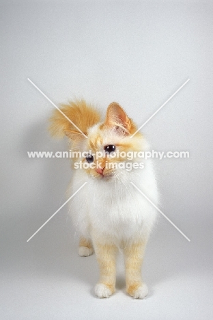 red point Birman cat