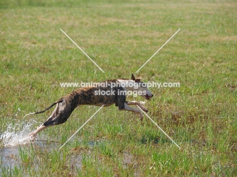 Whippet running through water