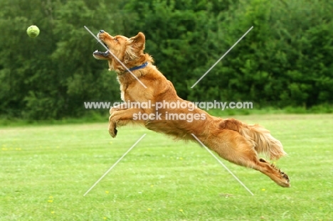 Golden Retriever trying to catch ball
