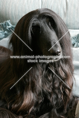 black Afghan Hound portrait