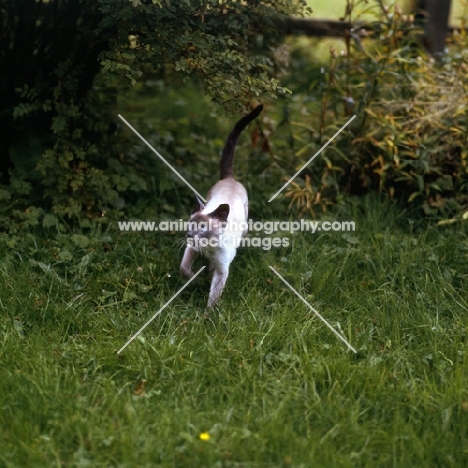 blue point siamese cat 