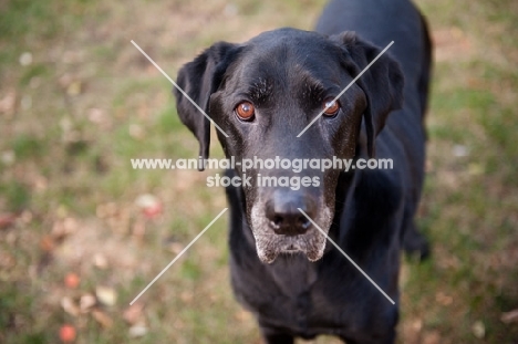 Senior black lab mix standing in yard, looking at camera.