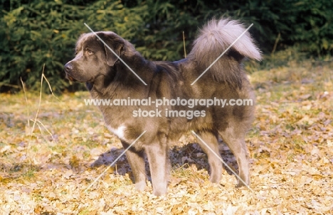 Tibetan Mastiff, side view