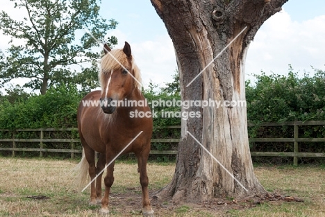 Icelandic horse standing by old tree