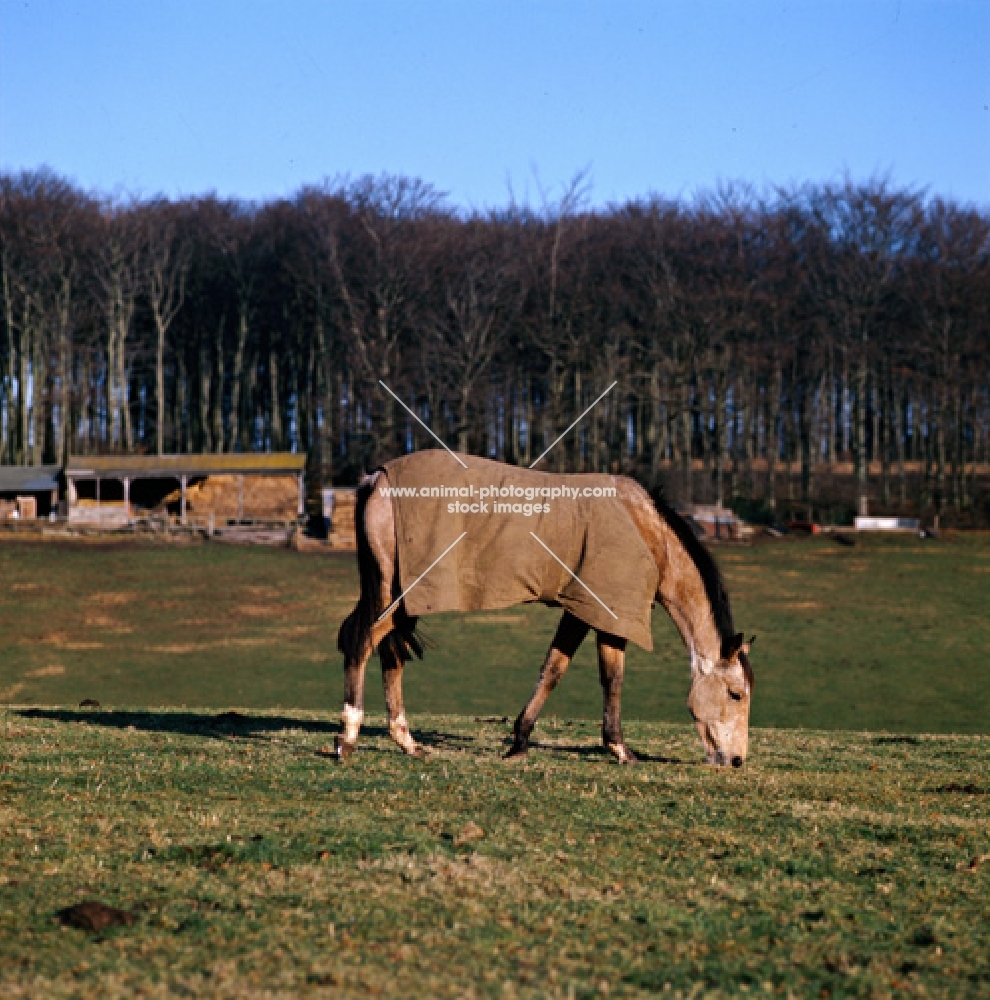 horse wearing turnout rug in field