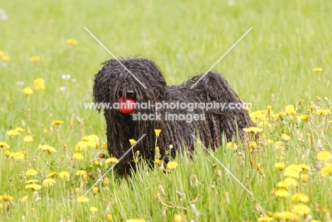 puli with ball