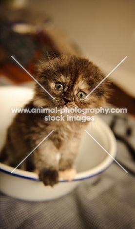 Scottish Fold kitten in bowl