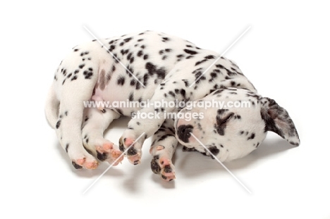 Damatian puppy on white background
