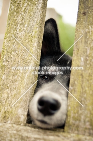 Husky Crossbreed through fence