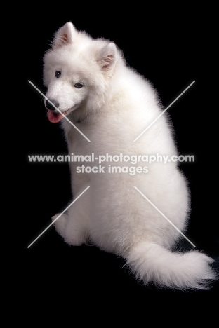 young Samoyed, back view, on black background