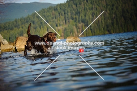 Chocolate Lab retrieving ball in water.