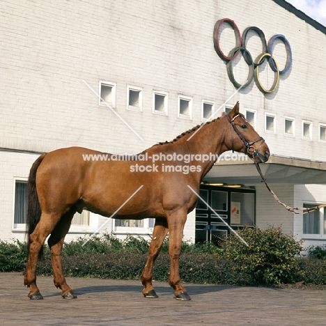 Torphy, Holstein, Gold and Silver Olympic show jumping medal winner. 