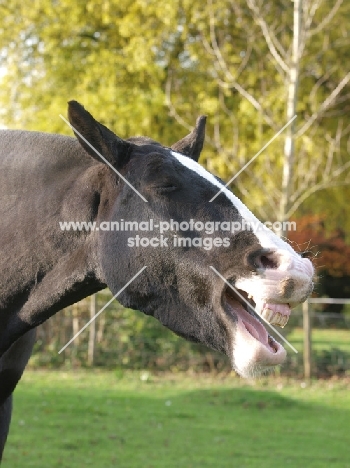 Cob neighing