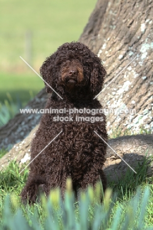 Barbet near tree