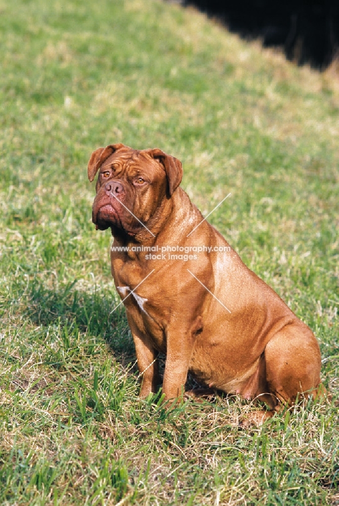 Dogue de Bordeaux sitting on grass