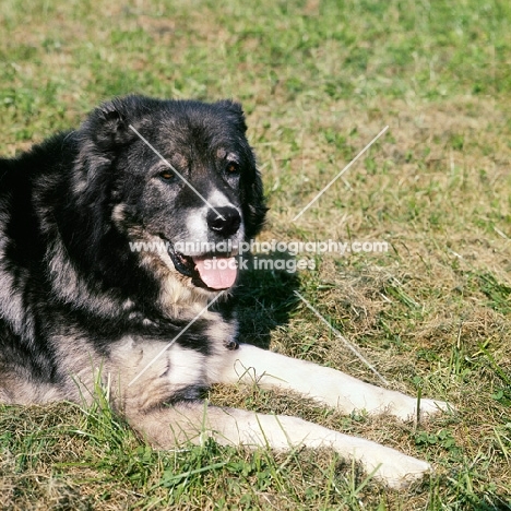 causasian sheepdog lying on grass at moscow zoo