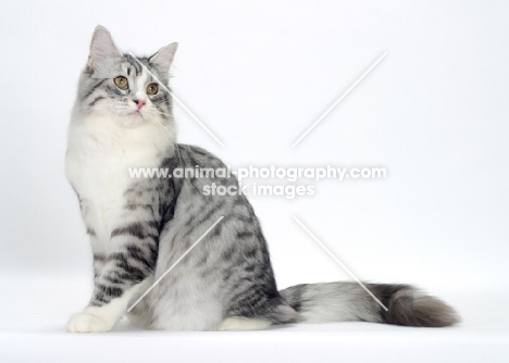 Silver Mackerel Tabby & White Siberian