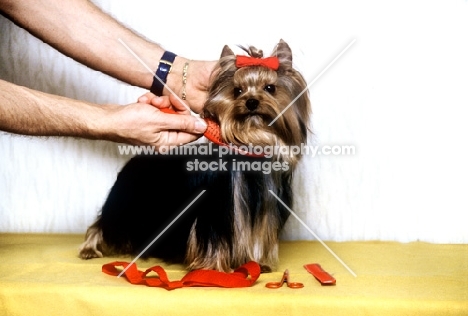 grooming a yorkshire terrier, brushing 