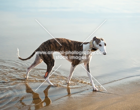 Whippet walking through water