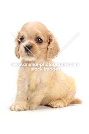 American Cocker Spaniel puppy