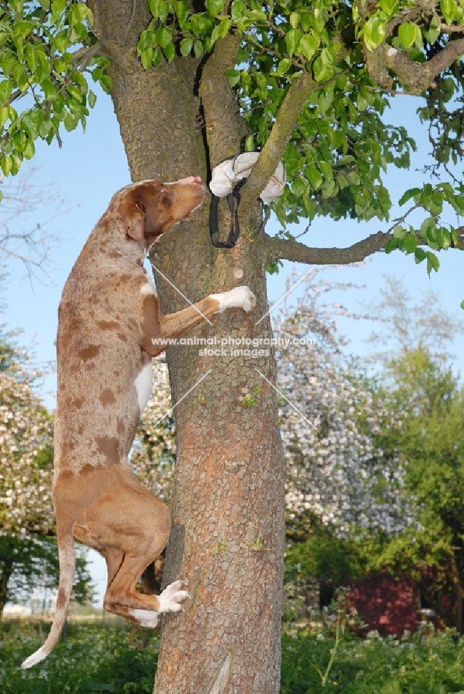 Catahoula leopard dog climbing tree to retrieve