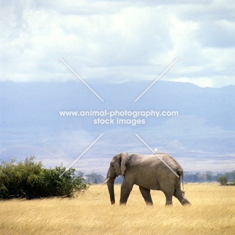 elephant walking with cattle  egret on its back in amboseli np africa