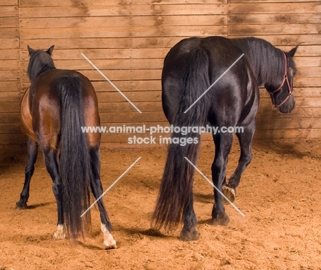 two horses in a stable, back view