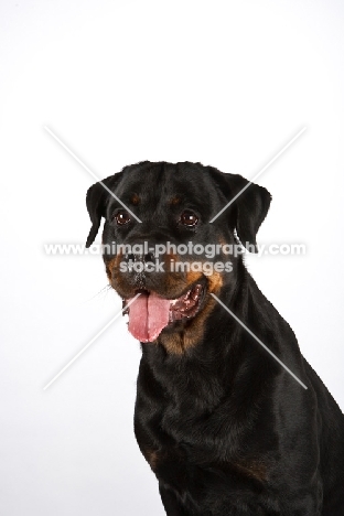 Rottweiler head study, white background