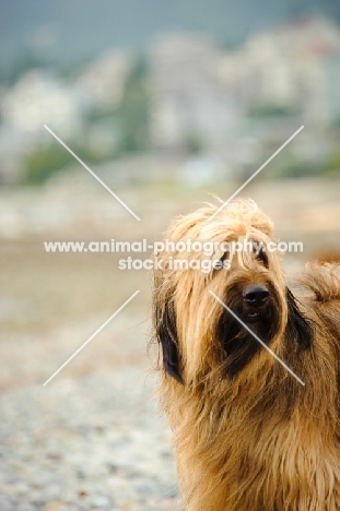 Briard near shore