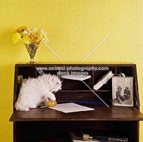 orange eyed kitten playing on desk