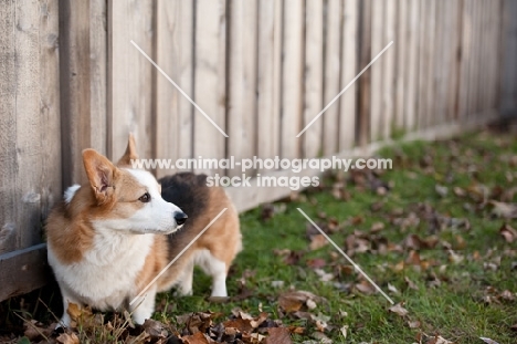 Tricolor Pembroke Corgi standing by wooden fence on grass.