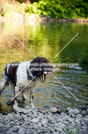 wet English Springer Spaniel