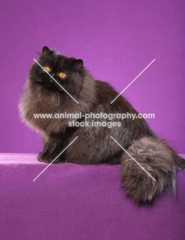 Persian on light purple background