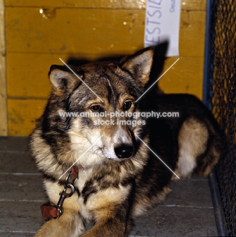 west siberian laika lying on show bench