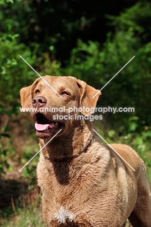 Chesapeake Bay Retriever portrait