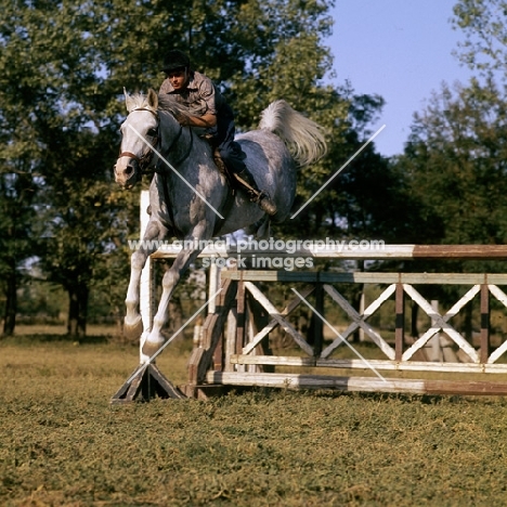 tersk jumping at stavropol stud farm, russia