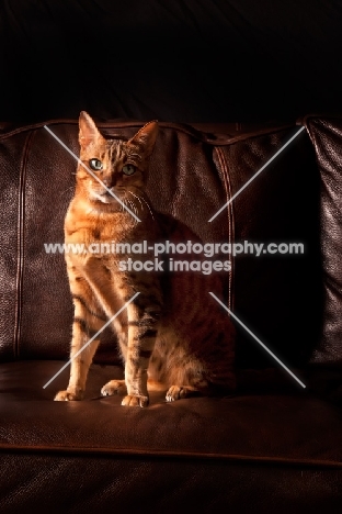 Bengal sitting on sofa