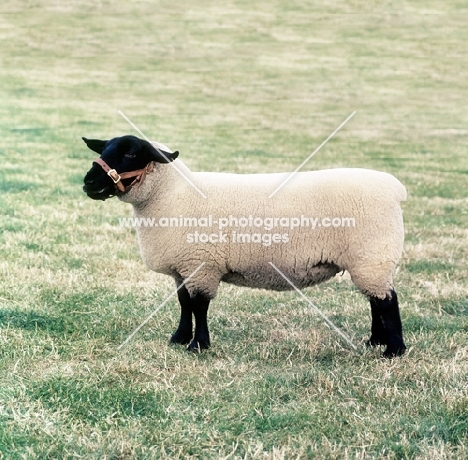 side view of a suffolk sheep