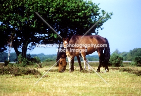 new forest pony mare and foal in the forest