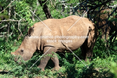 young rhino