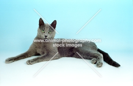 Russian Blue lying down on light blue background