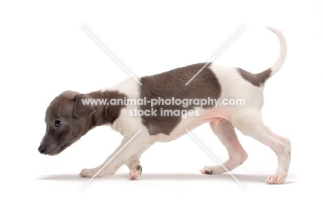 Italian Greyhound puppy walking