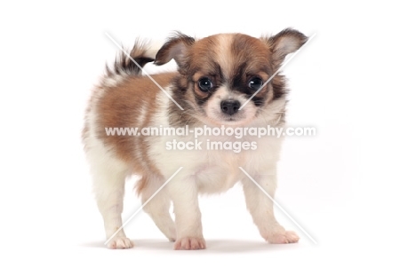 cute longhaired Chihuahua puppy standing on white background