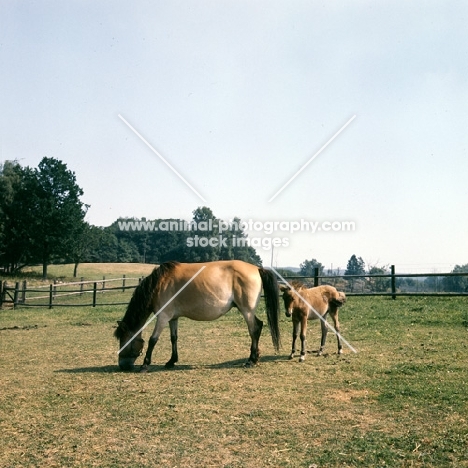 Gotland Pony grazing with foal in Sweden